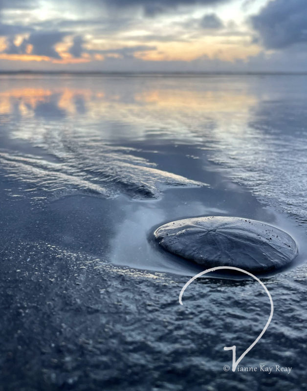 Sand Dollar Sunset